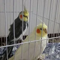 عروس هلندی