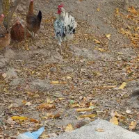 خورس چهل تاج گلین لری اصل 5ماه|حیوانات مزرعه|شهریار, یوسف آباد صیرفی|دیوار