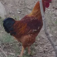 فروش خروس جهادی