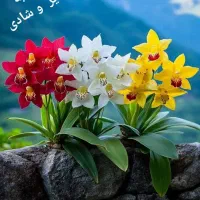 اشپز