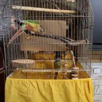 طوطی گیرینجیک