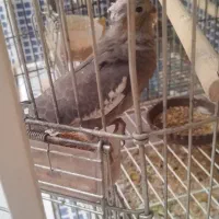 جوجه عروس|پرنده|شیراز, شهرک مهرگان|دیوار