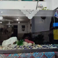 ماهی|ماهی|قم, ولیعصر|دیوار