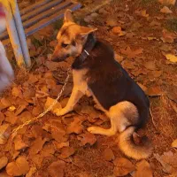 توله ژرمن شپرد|سگ|بابل, |دیوار