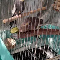 یک جفت عروس هلندی همرا ۳ عدد جوجه بزرگ|پرنده|تهران, استخر|دیوار