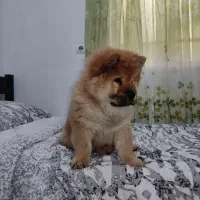 توله سه ماهه چاو چاو اصیل وارداتی|سگ|تهران, خرمشهر|دیوار