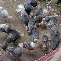 بوقلمون نر و ماده