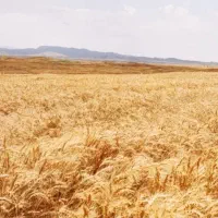 زمین-کشاورزی-آبی-دیم-قصرشیرین