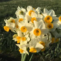 گل نرگس|گل و گیاه طبیعی|آزادشهر, |دیوار