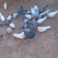 کبوتر
