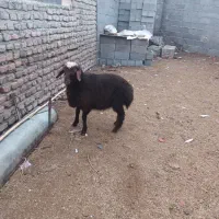 بره ماده افشار شیر مست(گوسفند)