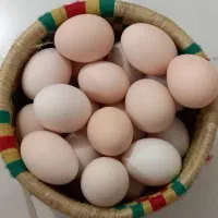 فروش تخم مرغ محلی