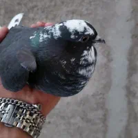 کفتر اصفهانی