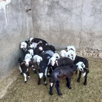 میش و بره جوان