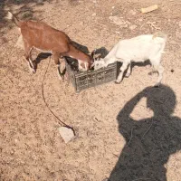 فروش چند عدد کهر نر وچند عددکهر ماده سالم و سرحال