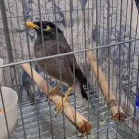 جوجه مرغ مینا اصل چشم ستاره ایی|پرنده|شیراز, پودنک|دیوار