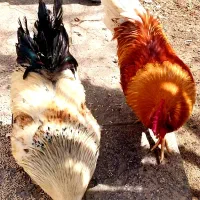 دو تا خروس خانگی فقط ۳ م هر دوتا رو یکجا میفروشم