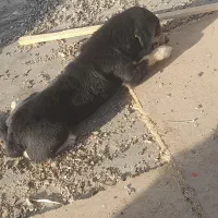 سگ پاکوتاه|سگ|تهران, نعمت‌آباد|دیوار