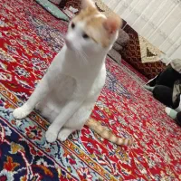 گربه واگذاری