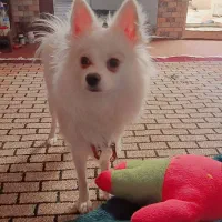 سگ پامر روباهی