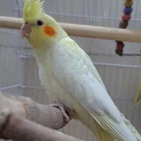 دو عدد عروس هلندی حدودا ۴ ماهه|پرنده|خمینی‌شهر, |دیوار