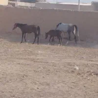 مادیان وکری|اسب و تجهیزات اسب‌سواری|خمینی‌شهر, |دیوار