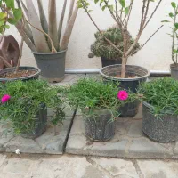 جا مدای سبزها