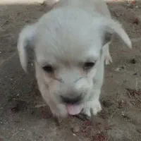 سگ با توبه
