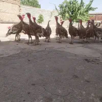 بوقلمون فروشی