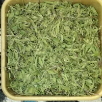 آویشن کوهی