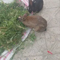 4عدد خرگوش بالغ وجوانه