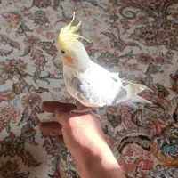 یک جفت عروس هلندی دستی با قفس بزرگ|پرنده|شیراز, تندگویان|دیوار