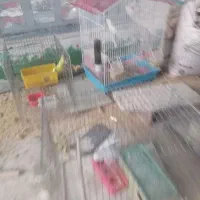 مرغ عشق با جوجه|پرنده|مروست, |دیوار