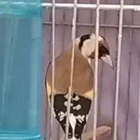 شاه سهره ،جفتی قناری