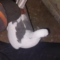 پرنده|پرنده|سرداران, |دیوار