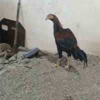....