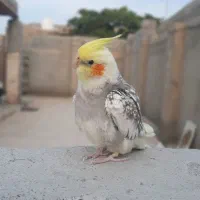 گمشده .گمشده