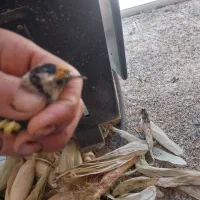 سره جوجه قفس