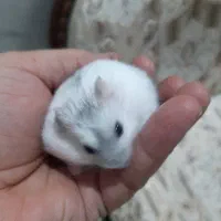 همستر نر وماده|موش و خرگوش|تبریز, |دیوار