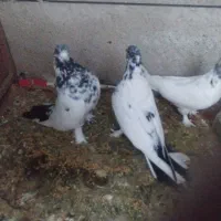 کبوتر کله دم سیاه پاپر