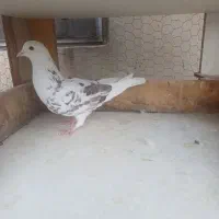 2طوق کفتر