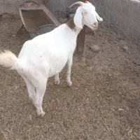 ۲ عدد یک ساله آبستن مایه دار دانه ۱۲تومن|حیوانات مزرعه|تربت جام, کاریز نو سفلی|دیوار