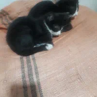 گربه
