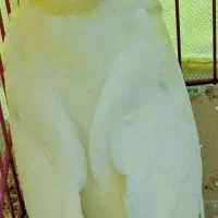 جوجه عروس هلندی|پرنده|یزد, |دیوار