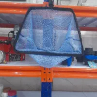 حشره گیر استخری