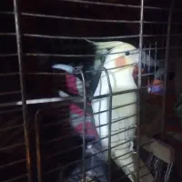 عروس هلندی دوعدد نر