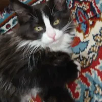 گربه..سه ماهه.نر وماده|گربه|سبزوار, هفت تیر|دیوار