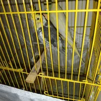 عروس هلندی مولد|پرنده|باسمنج, |دیوار