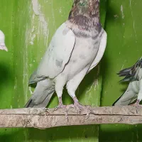 بافق|پرنده|بافق, |دیوار