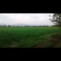 اجاره زمین کشاورزی